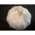 Different Sizes of Jinxiang Normal White Garlic